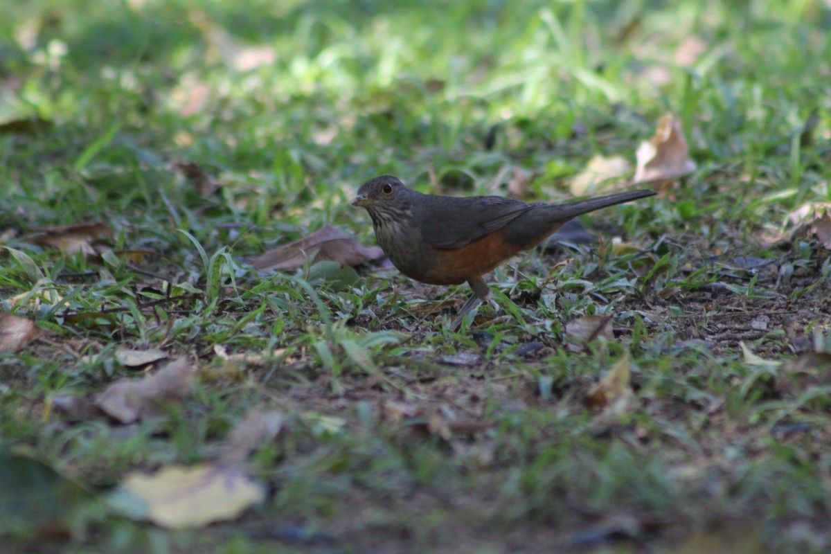 Rufous-bellied Thrush - ML647130426