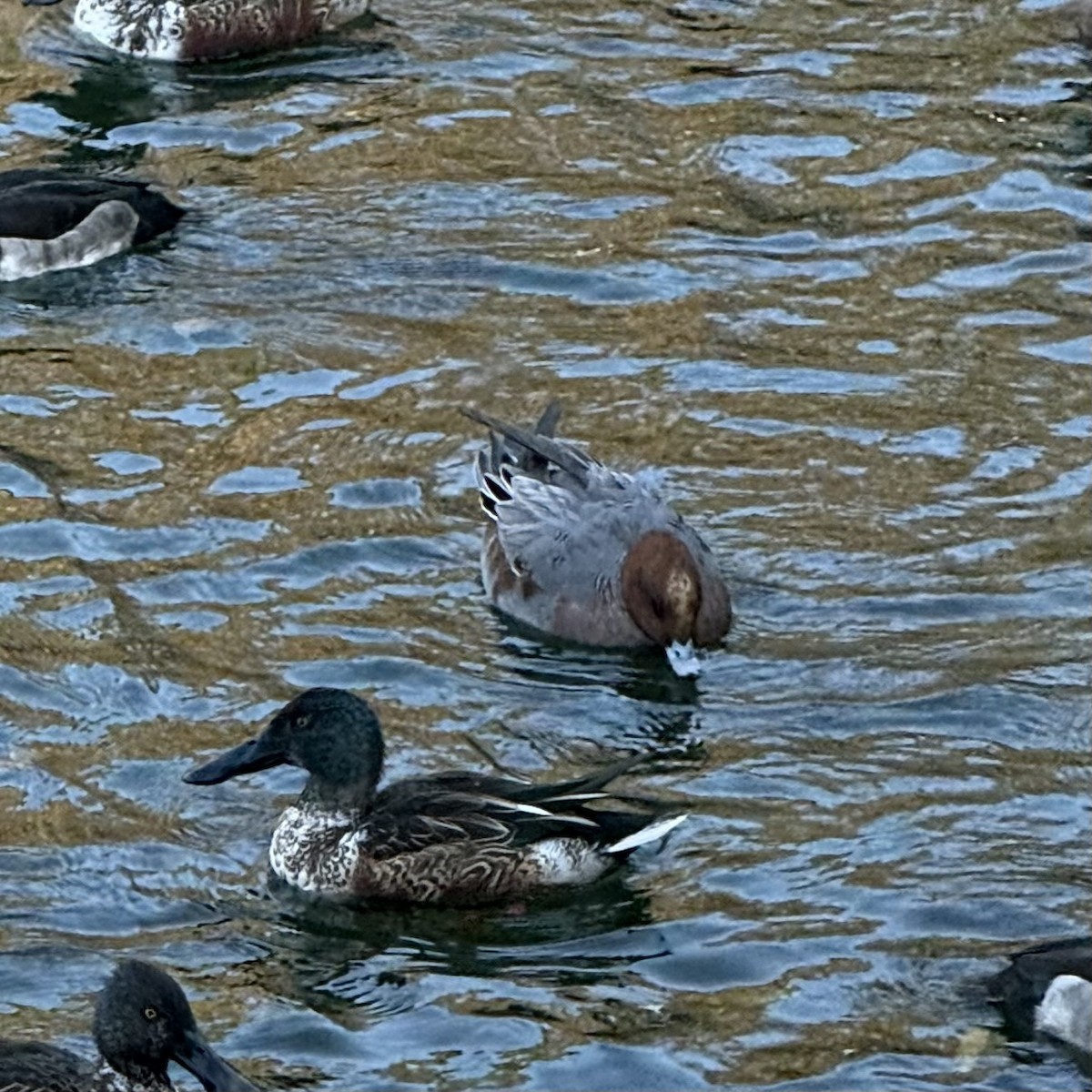 Eurasian Wigeon - ML647130427