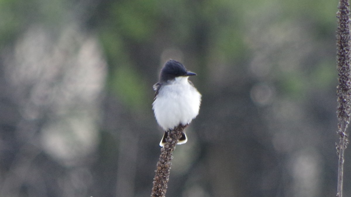 Tyran tritri - ML647130432