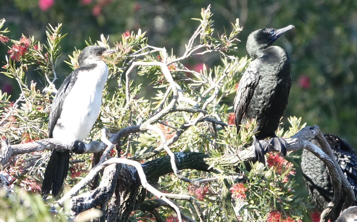 kormorán australský - ML647130437