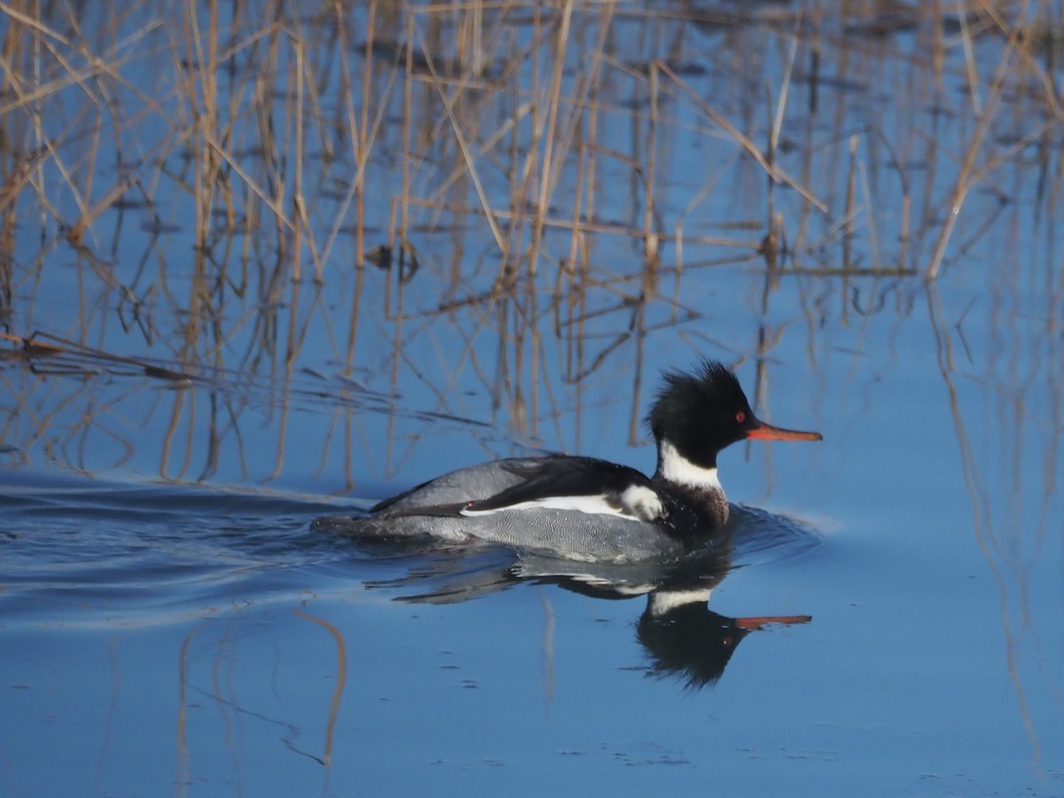 Tarakdiş - ML647130440
