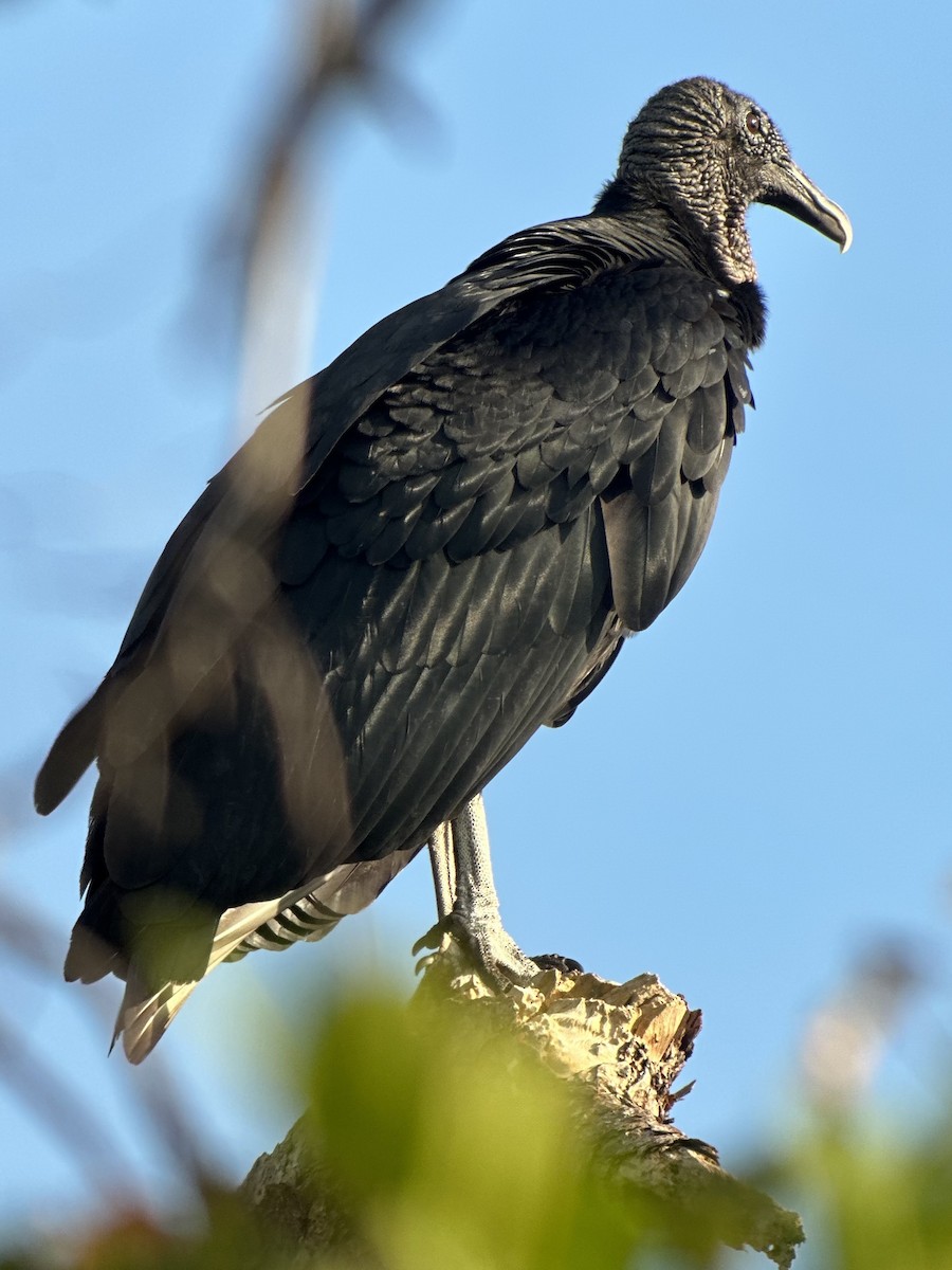 Urubu noir - ML647130442