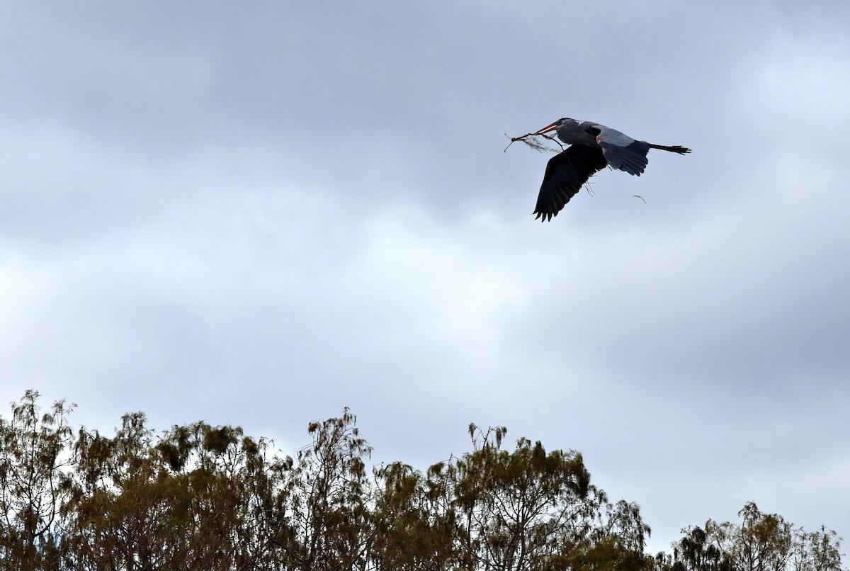Great Blue Heron - ML647130446