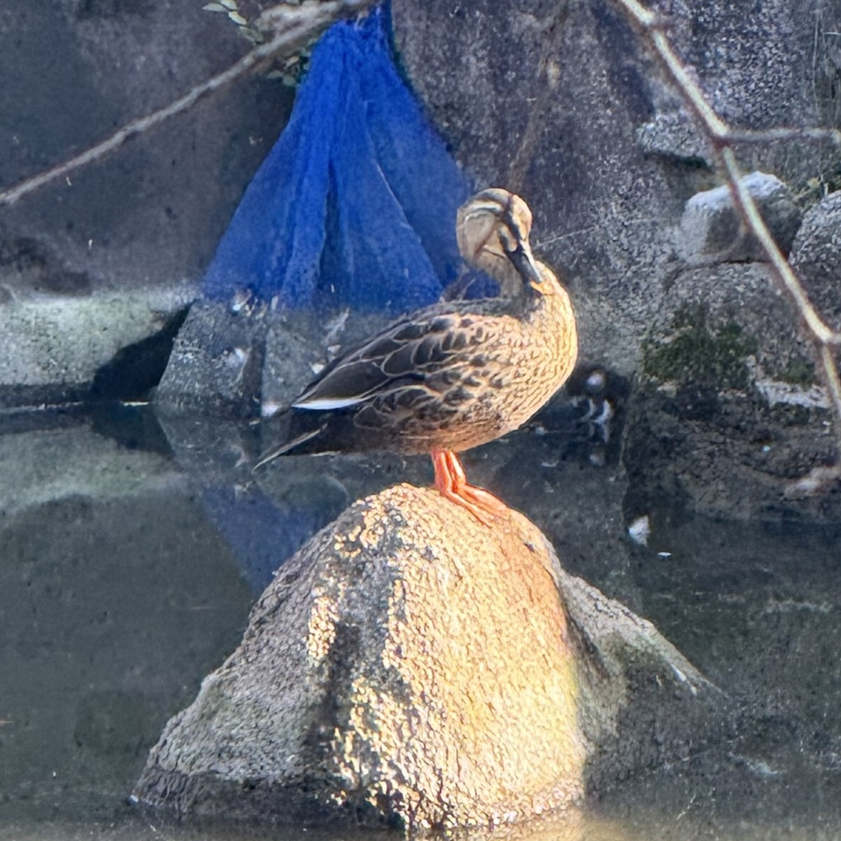Eastern Spot-billed Duck - ML647130447