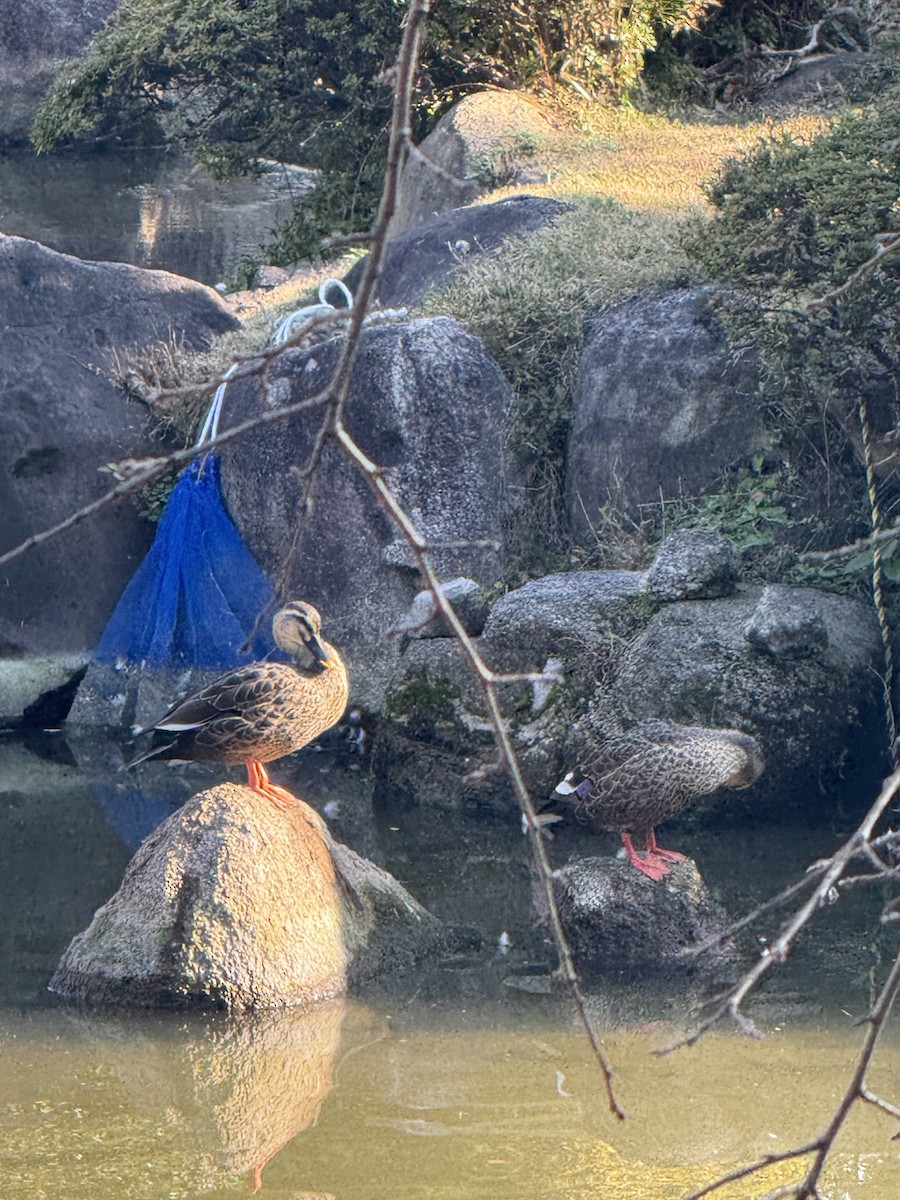 Eastern Spot-billed Duck - ML647130448