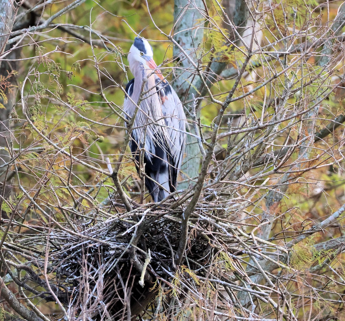 Great Blue Heron - ML647130449
