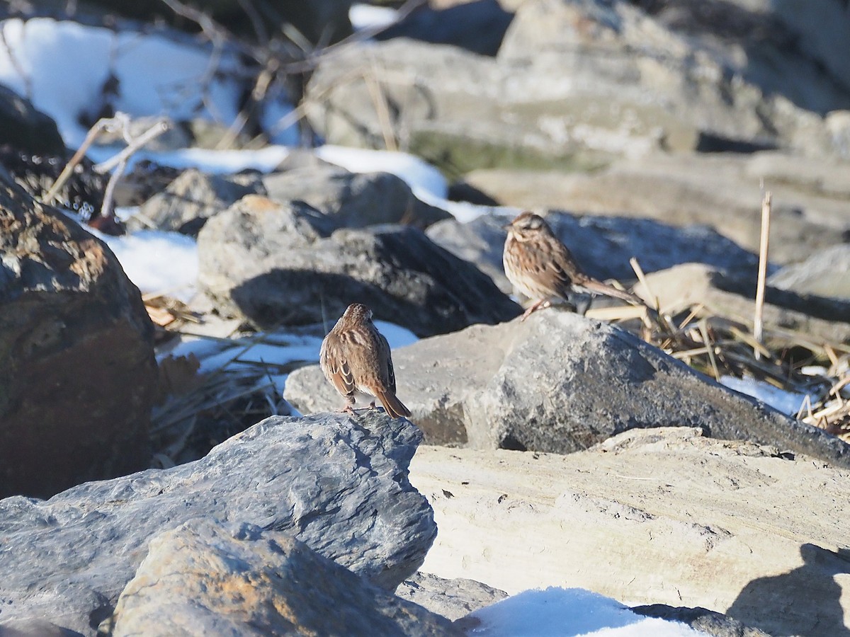 Ötücü Serçe - ML647130453