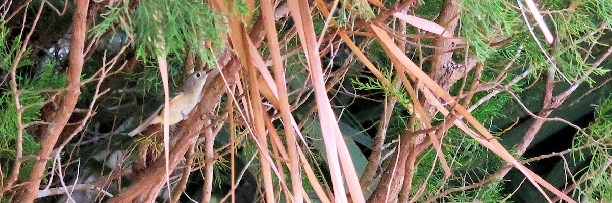 Ruby-crowned Kinglet - ML647130456