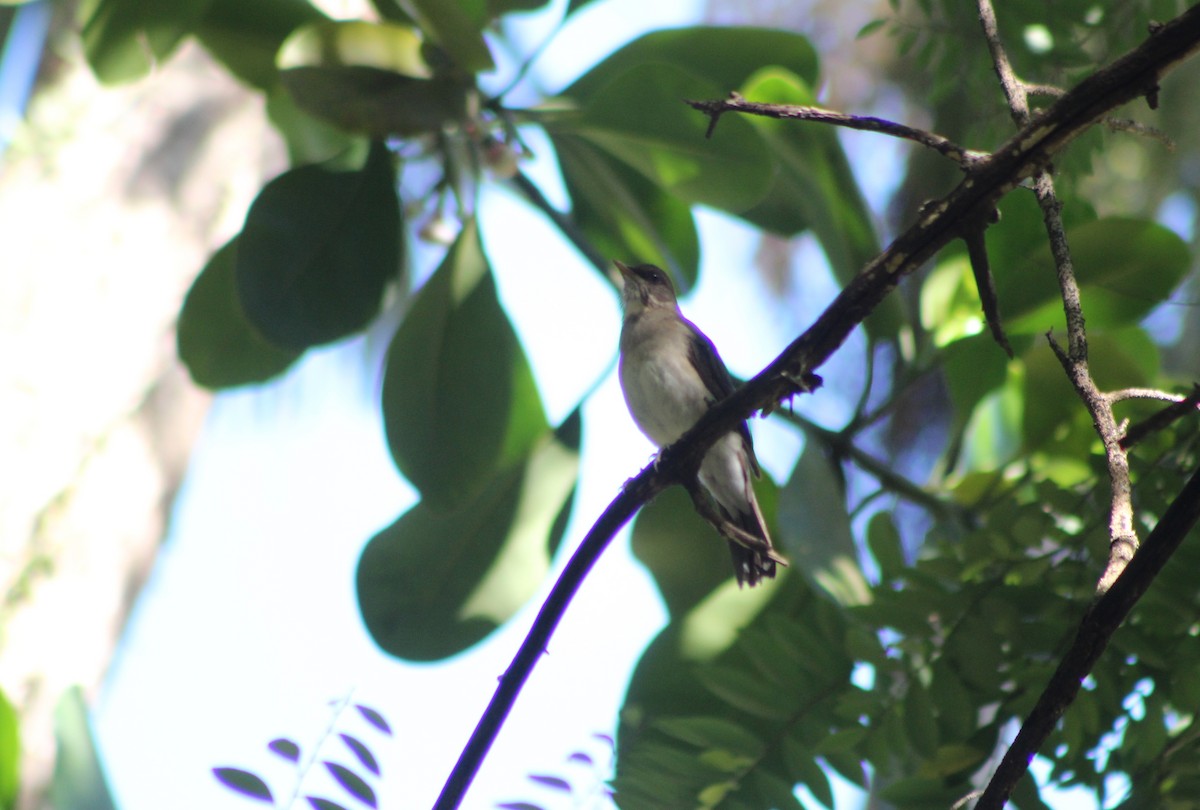 Creamy-bellied Thrush - ML647130458