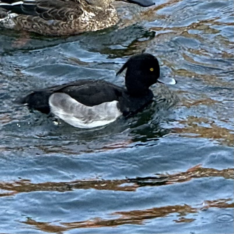 Tufted Duck - ML647130471