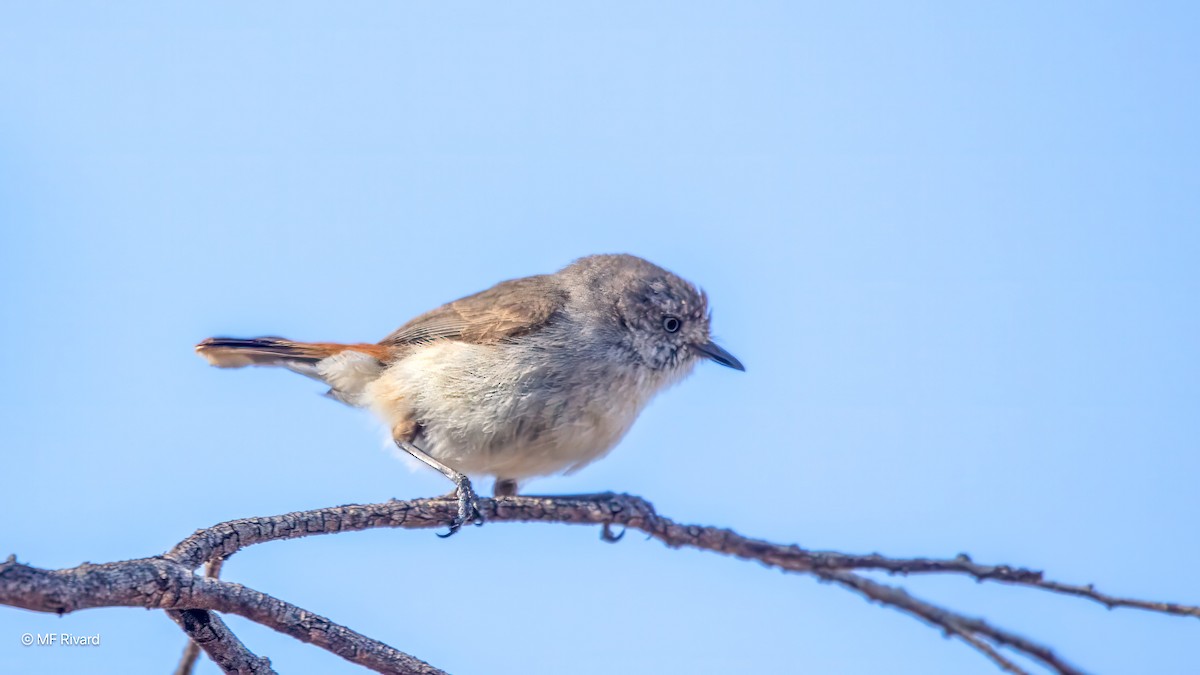 Chestnut-rumped Thornbill - ML647130475