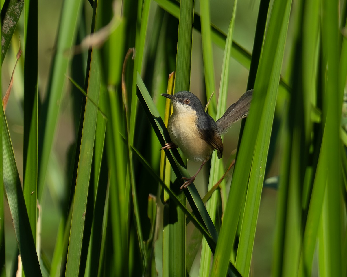 Ashy Prinia - ML647130477