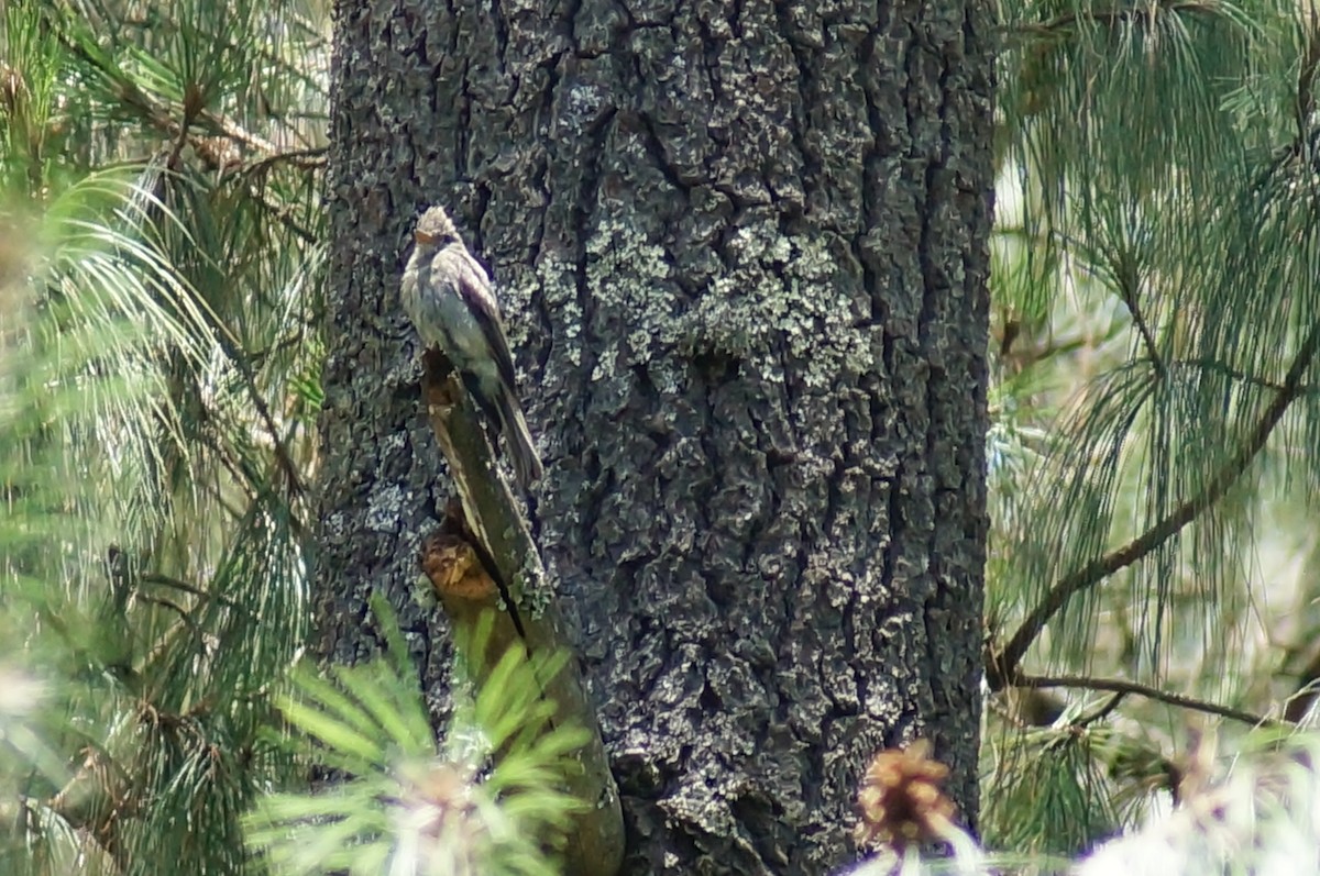 Greater Pewee - ML647130480