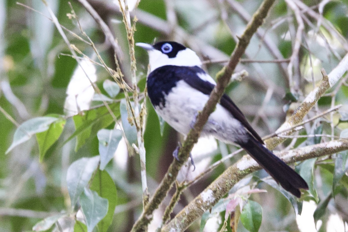 Pied Monarch - ML647130482