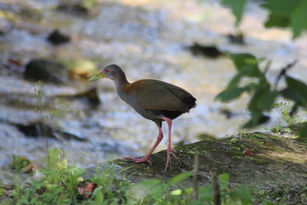 Slaty-breasted Wood-Rail - ML647130484