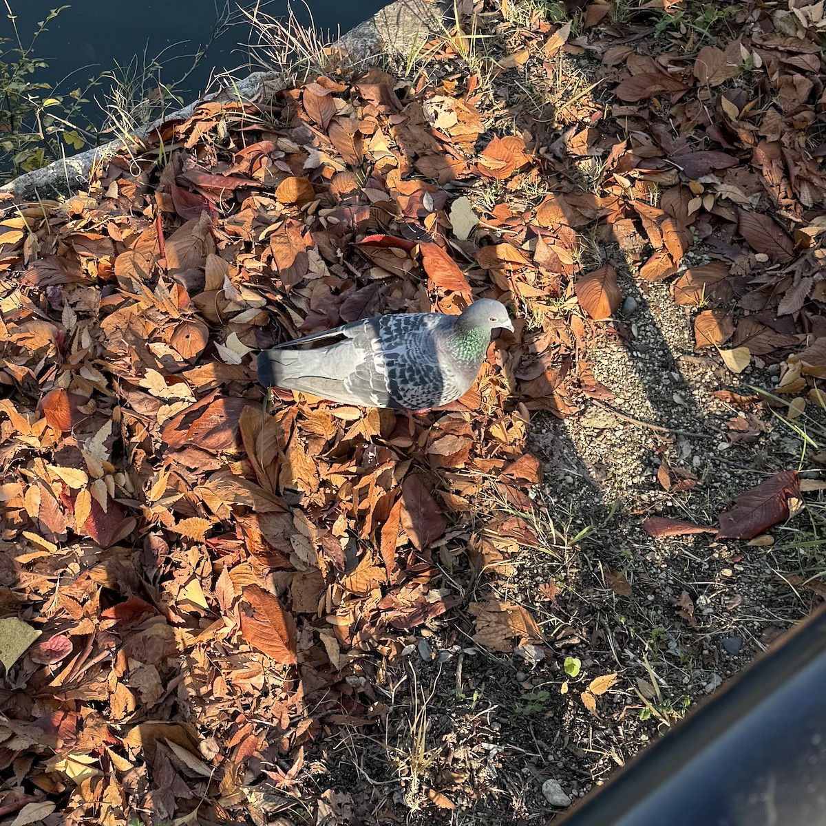 Rock Pigeon (Feral Pigeon) - ML647130486