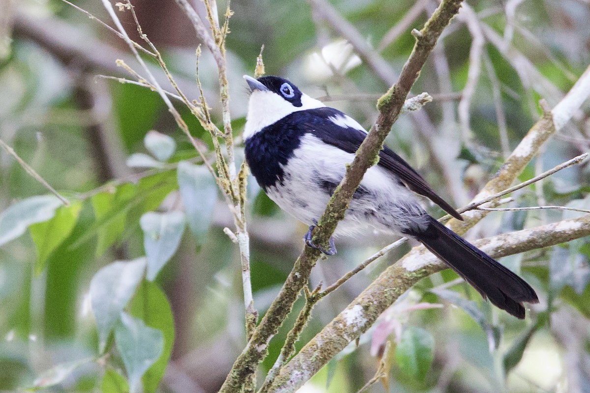 Pied Monarch - ML647130487