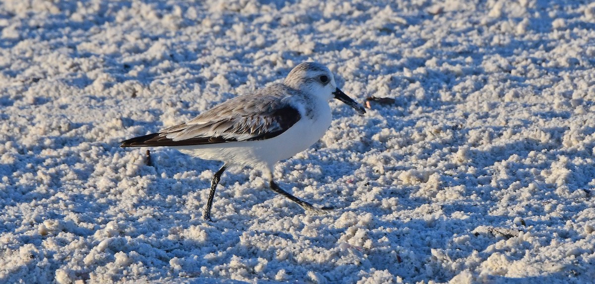 Sanderling - ML647130488