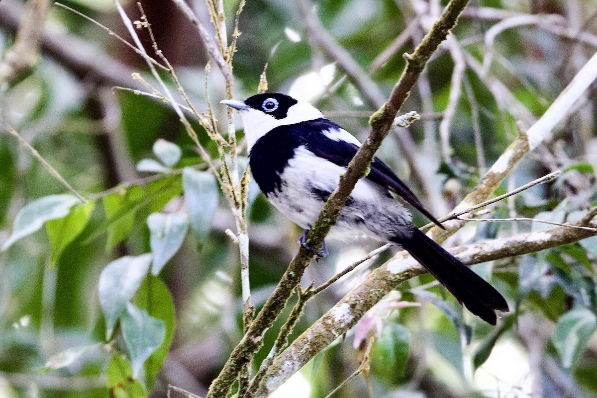 Pied Monarch - ML647130512