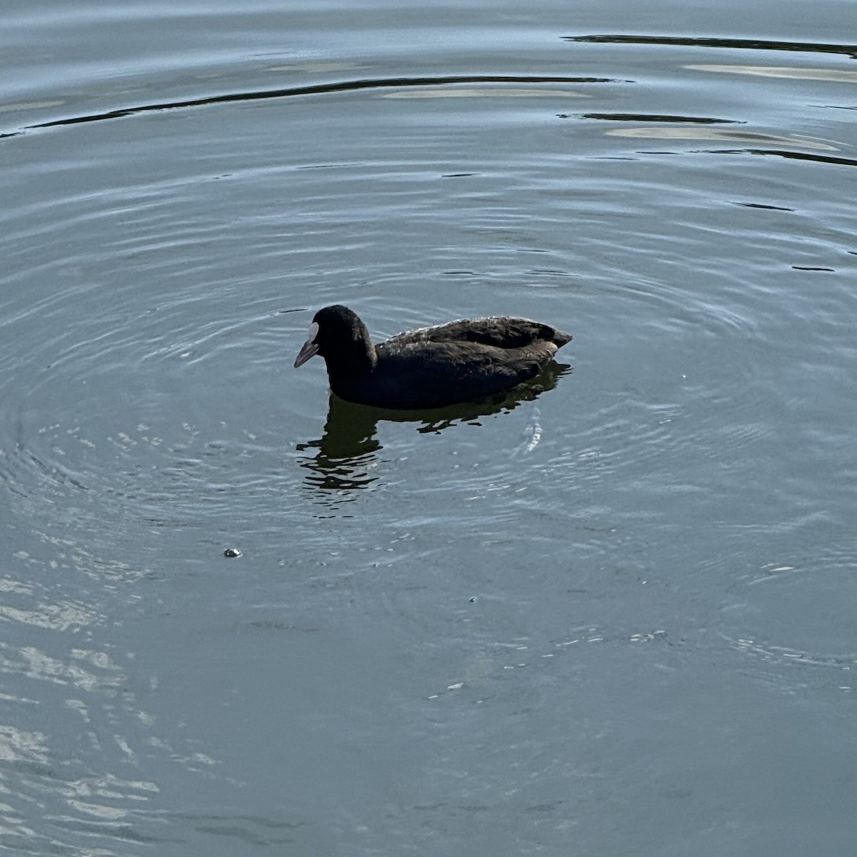 Eurasian Coot - ML647130513