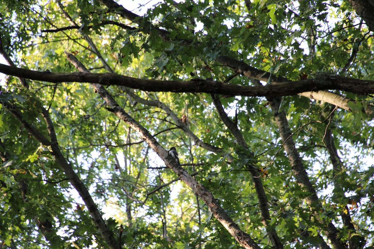 Red-headed Woodpecker - ML647130514