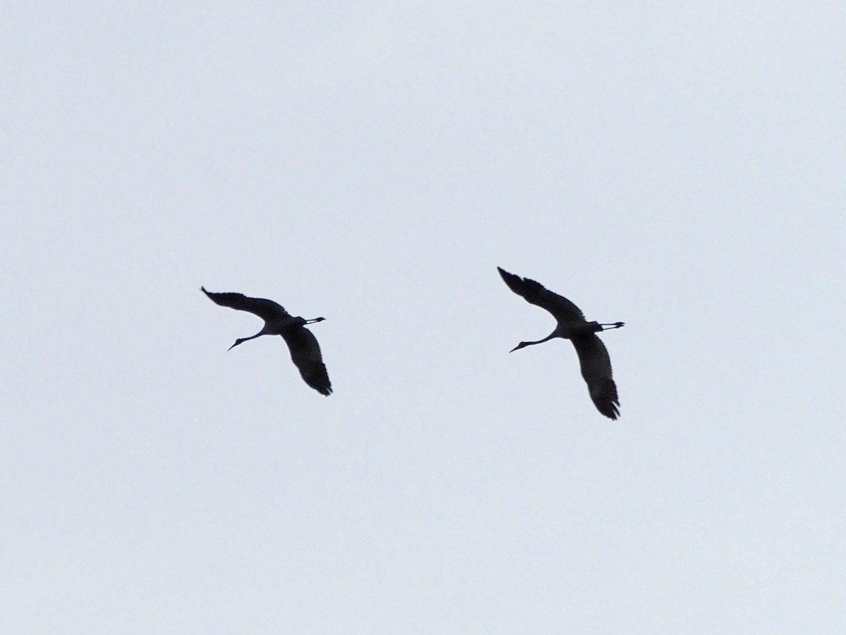 Brolga - ML647130517