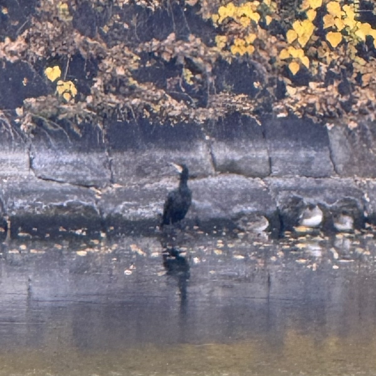 Great Cormorant - ML647130535