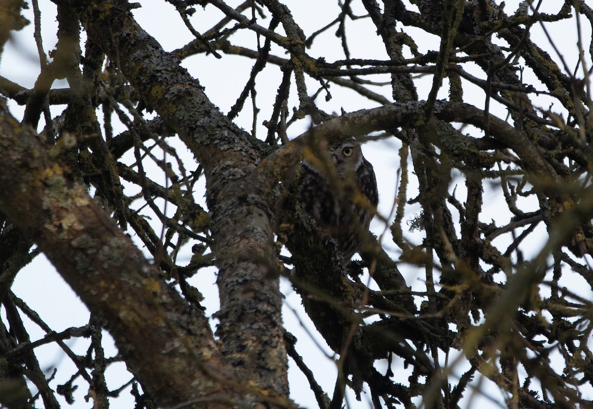 Little Owl - ML647130539