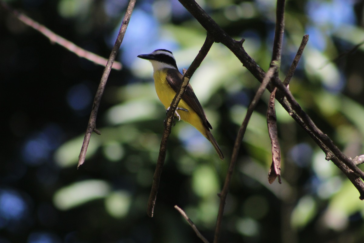 Great Kiskadee - ML647130541