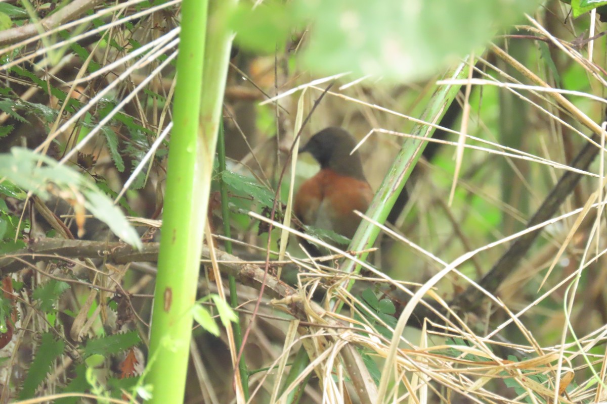 Rufous-breasted Spinetail - ML647130547