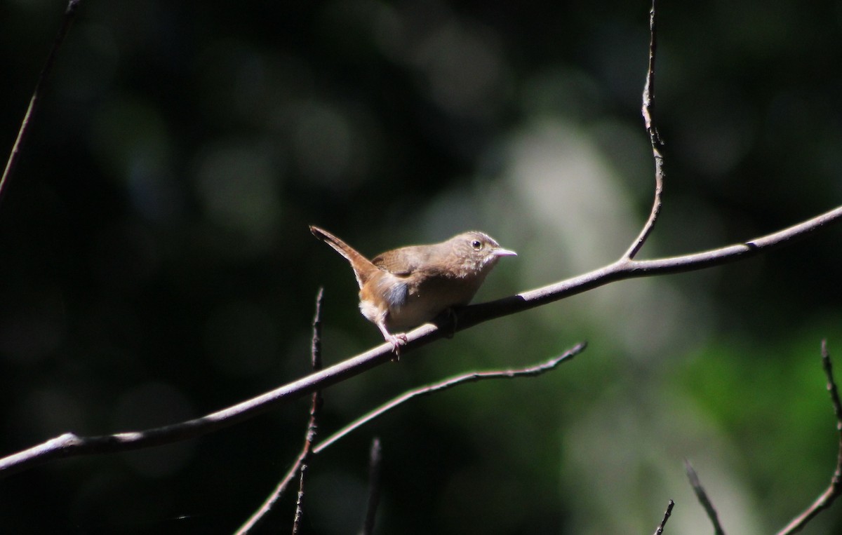 Southern House Wren - ML647130552