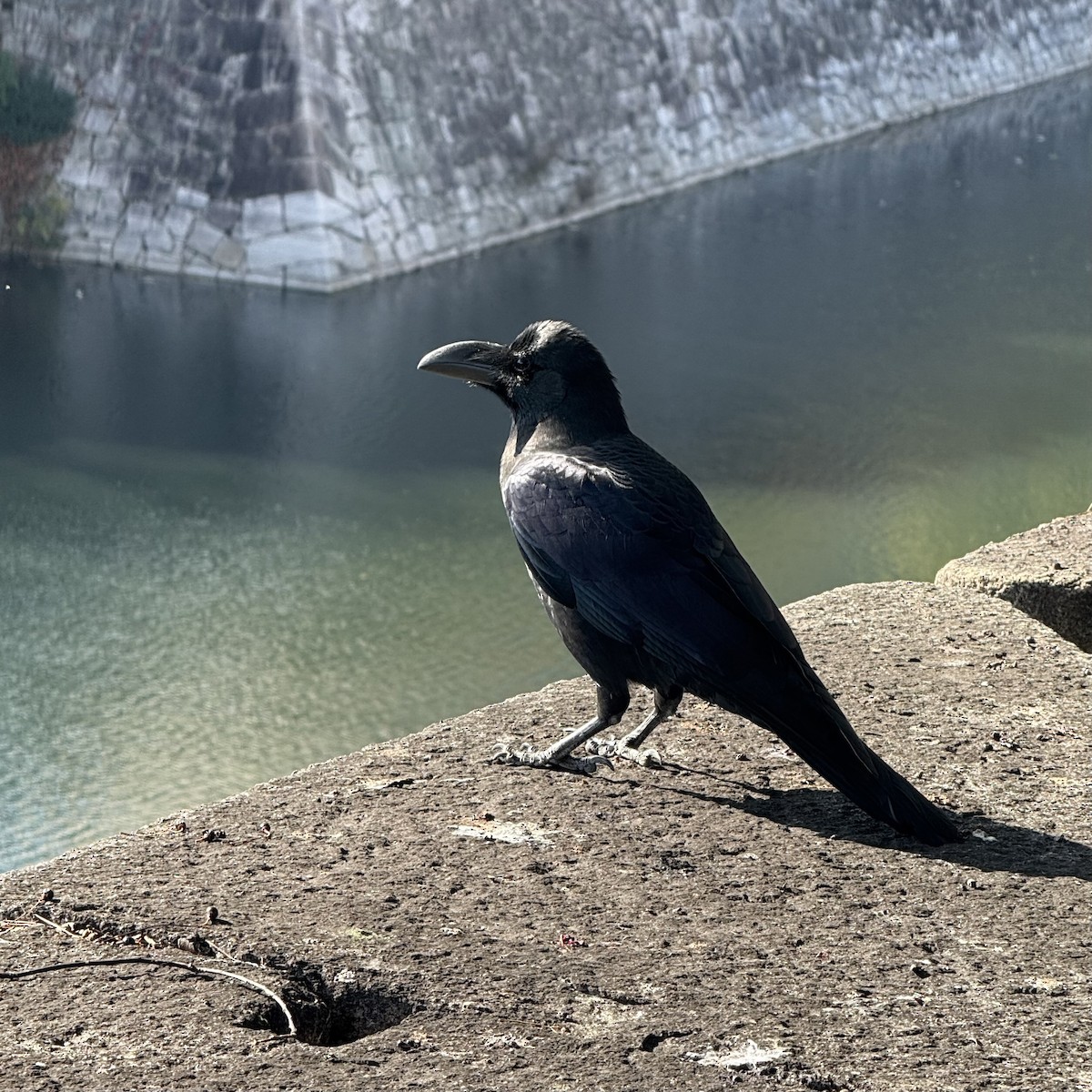 Large-billed Crow - ML647130556