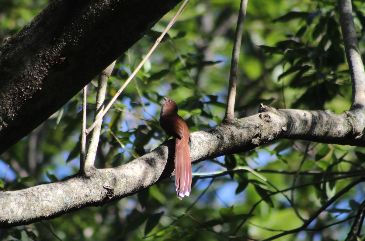 Common Squirrel-Cuckoo - ML647130574
