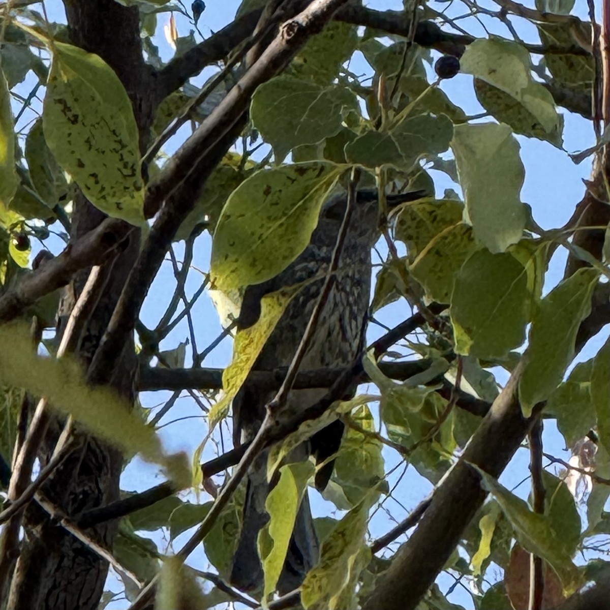 Brown-eared Bulbul - ML647130578