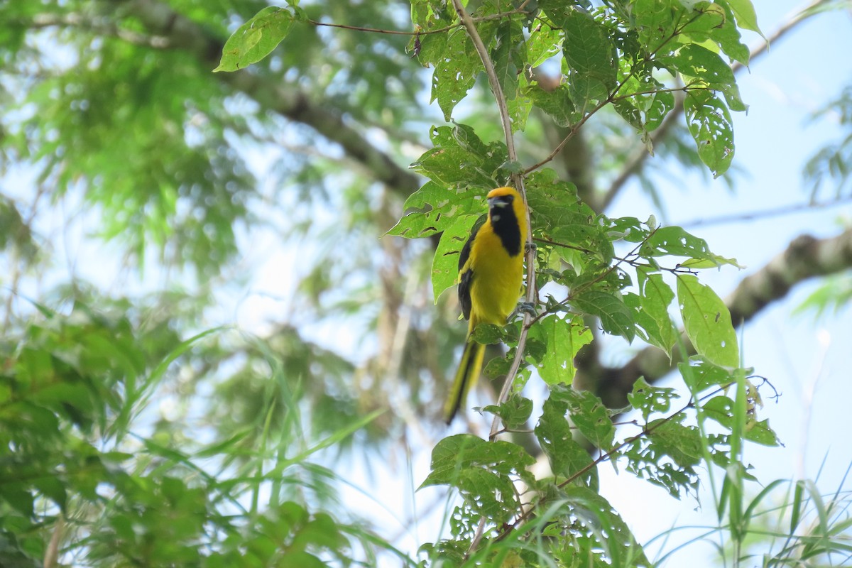 Yellow-tailed Oriole - ML647130582