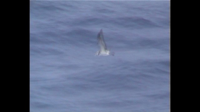 Streaked Shearwater - ML647130584