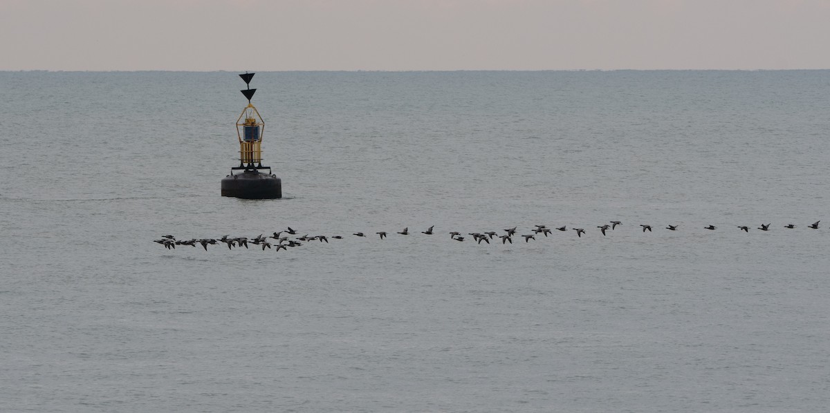 Brant (Dark-bellied) - ML647130587