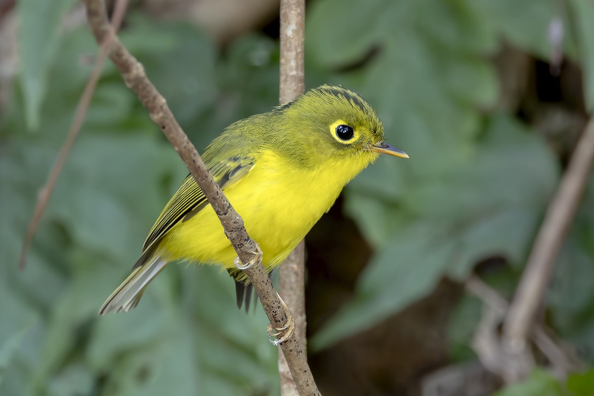 White-spectacled Warbler - ML647130589