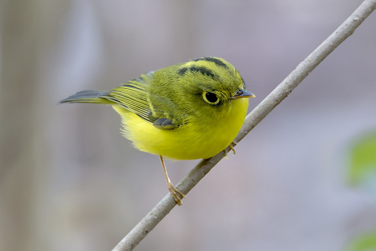 White-spectacled Warbler - ML647130591