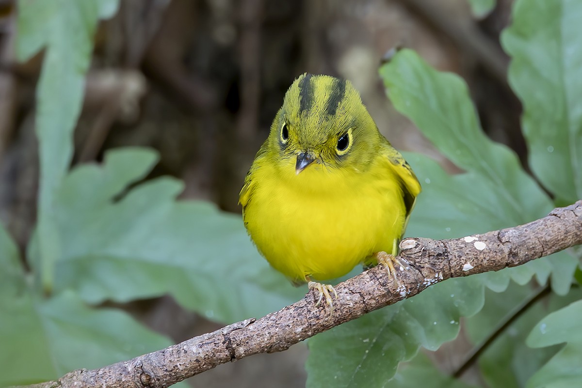 White-spectacled Warbler - ML647130592