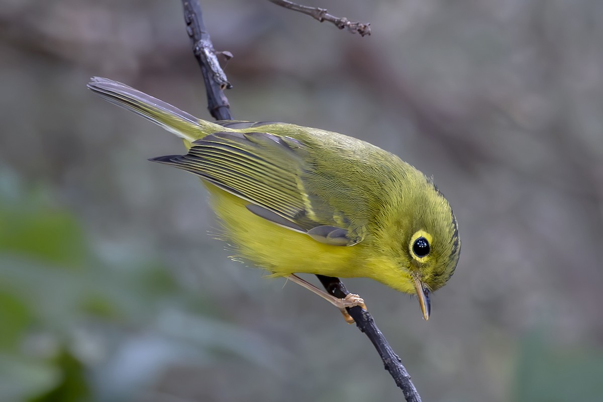 White-spectacled Warbler - ML647130593