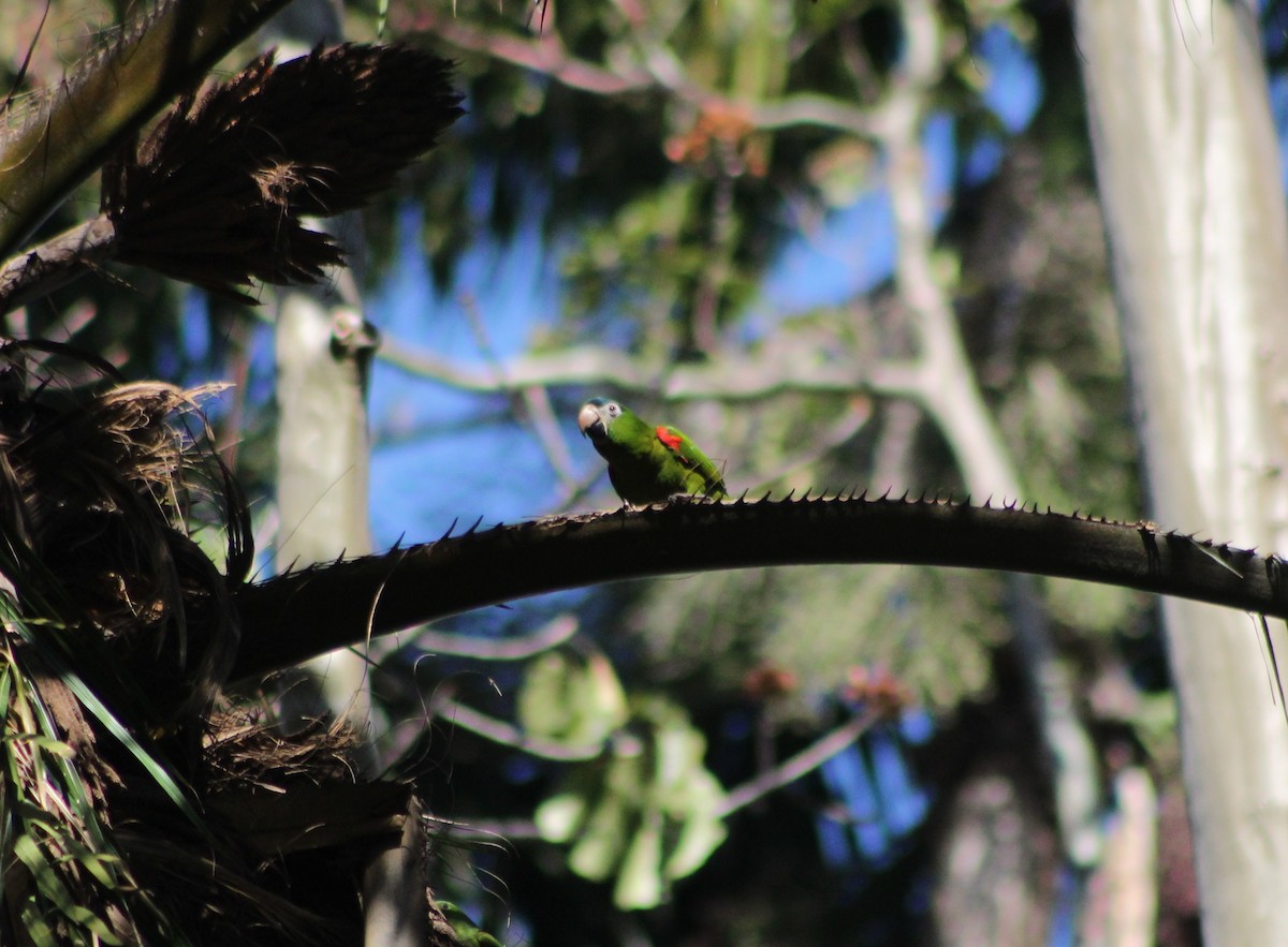 紅肩金剛鸚鵡 - ML647130596