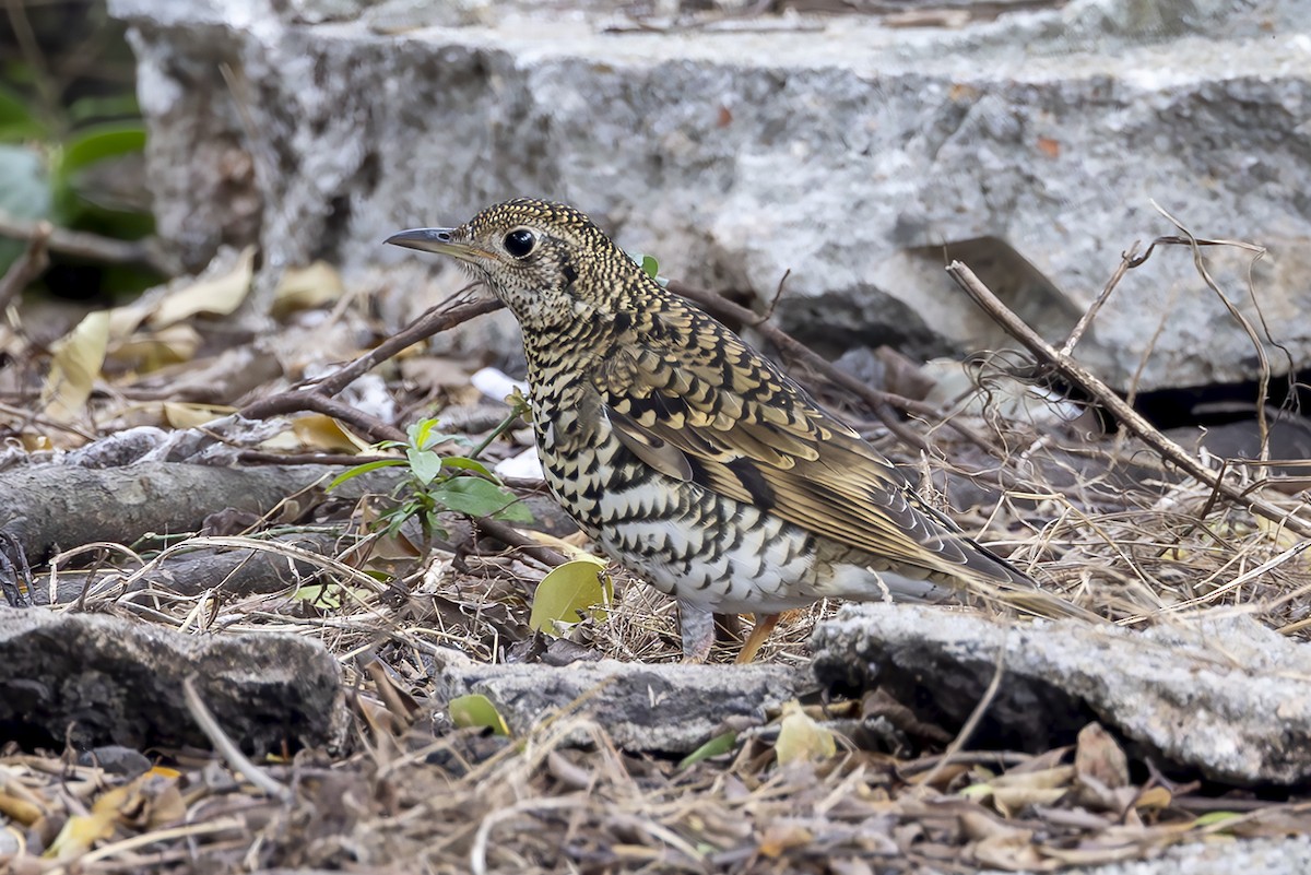 White's Thrush - ML647130600