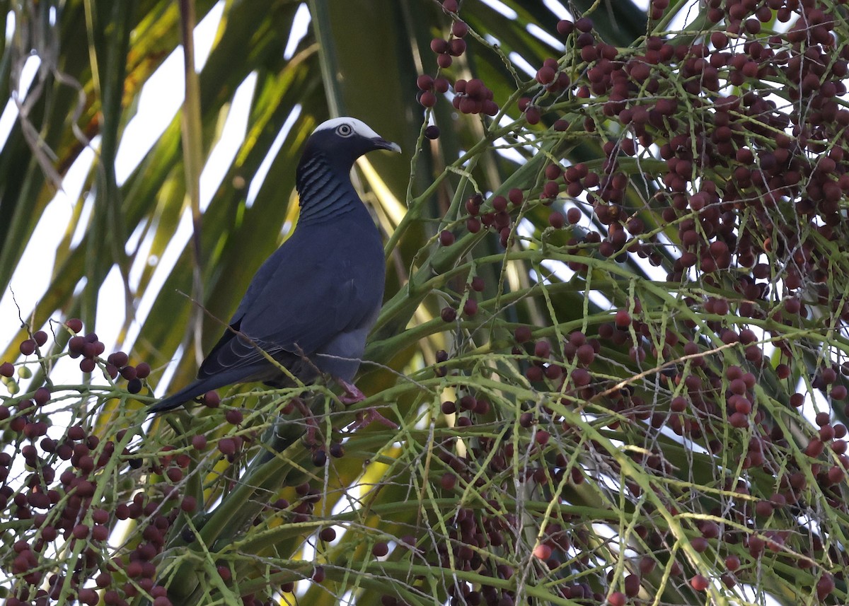 White-crowned Pigeon - ML647130604