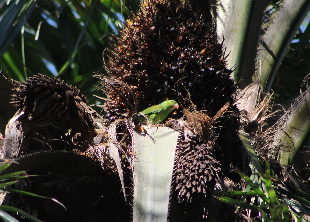 Plain Parakeet - ML647130608