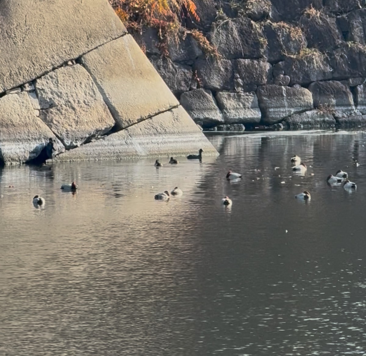 Common Pochard - ML647130615