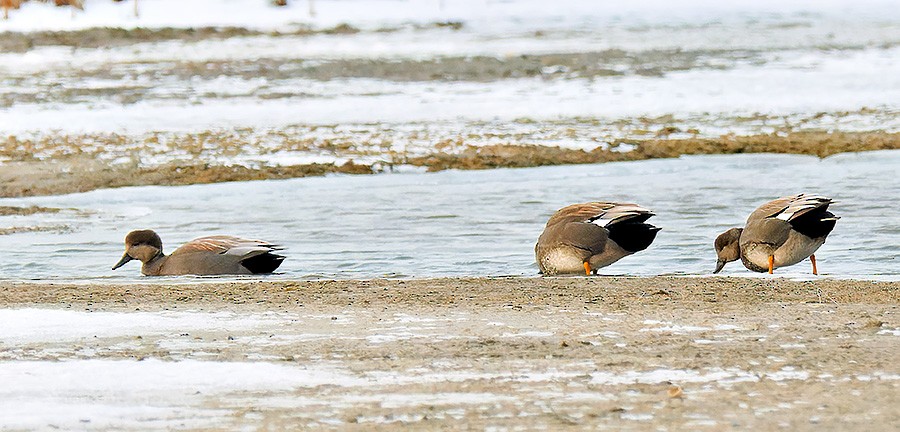 Серая утка - ML647130617