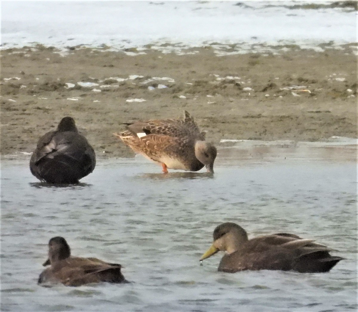 Серая утка - ML647130618