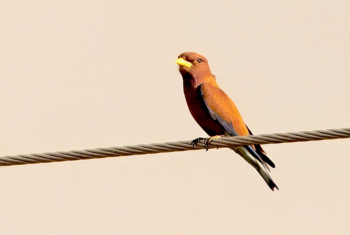 Broad-billed Roller - ML647130632
