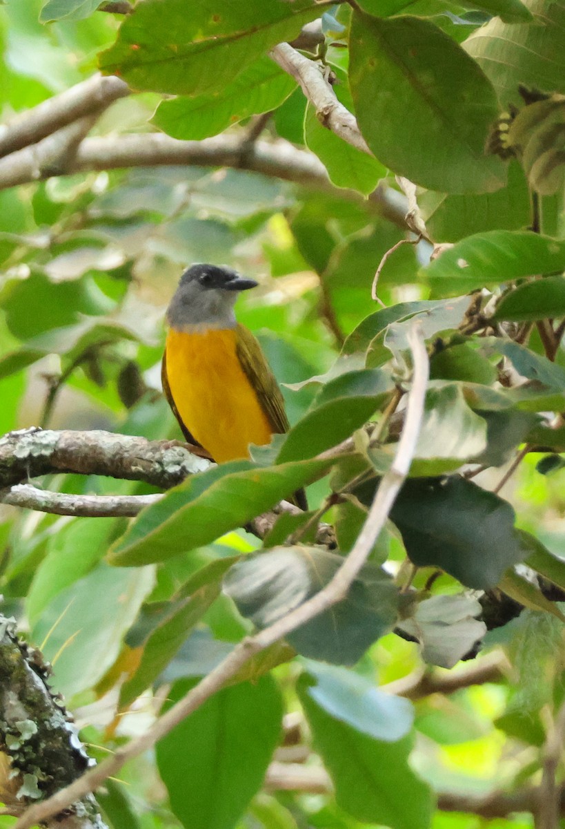 gråhodetanagar - ML647130641